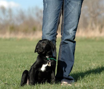 Dog leaning on owner's legs Dog leaning on owner's legs